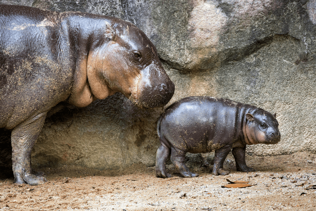 Moo Deng s mamou (zdroj obrázku: canva.com)