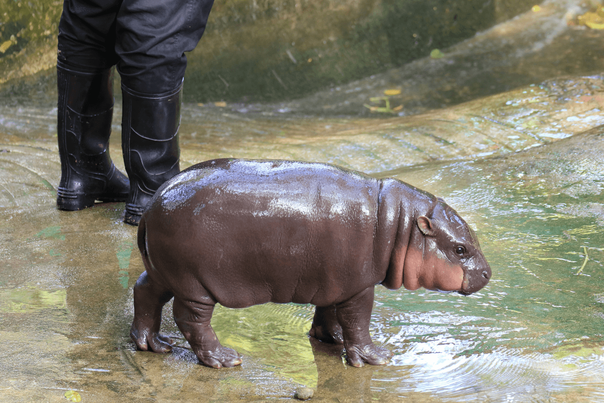 Moo Deng s opatrovateľom (zdroj obrázku: canva.com)